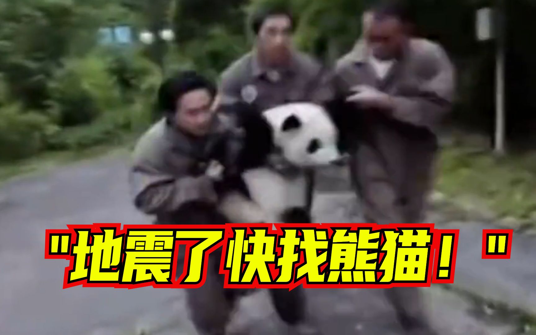生死狂奔！汶川地震余震中饲养员连抱带抬转移熊猫