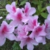 超美的单瓣粉色杜鹃花