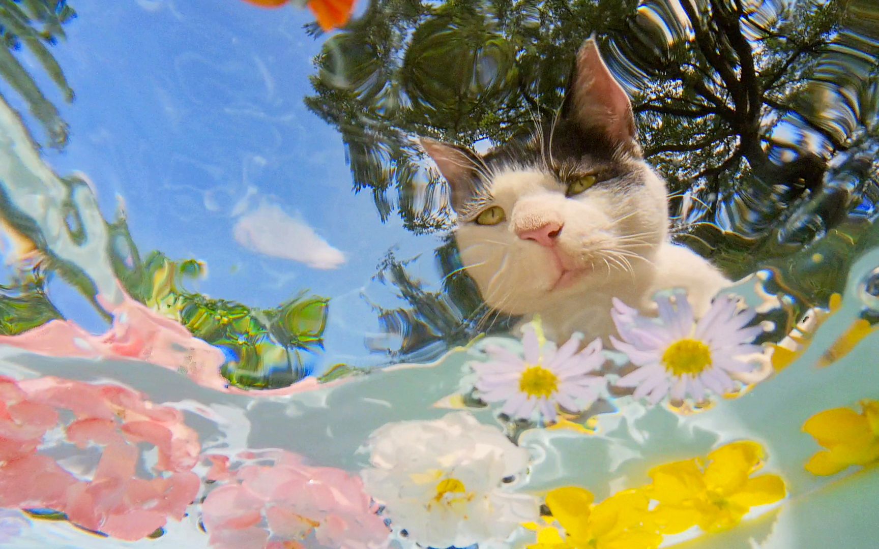 猫咪，水，花，蓝天，阳光，白云，树，“鱼”