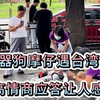 爱国机器狗摩仔，也太会说话了。台湾的朋友都想要把他抱回去
