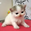 各种猫叫，喵喵喵喵