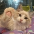 【vlog初尝试】杭州Catmoss国际血统布偶猫舍一日体验