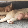 头一次见怀孕的猫