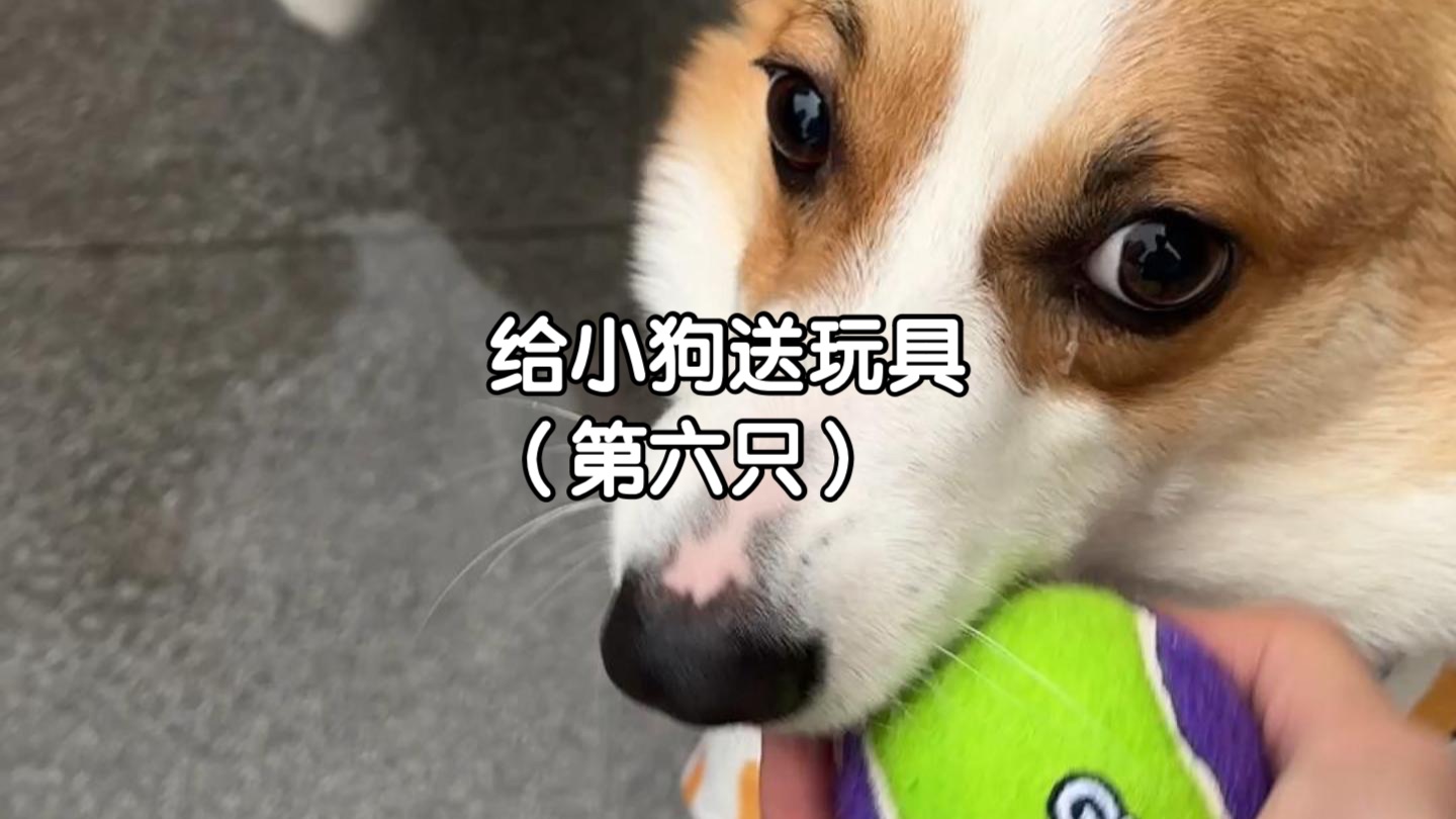 给10000只小狗送玩具～第六只！