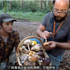 如何鉴别10种野生食用菌-丛林里采蘑菇-自然可食和非食用菌，在野外森林里采蘑菇