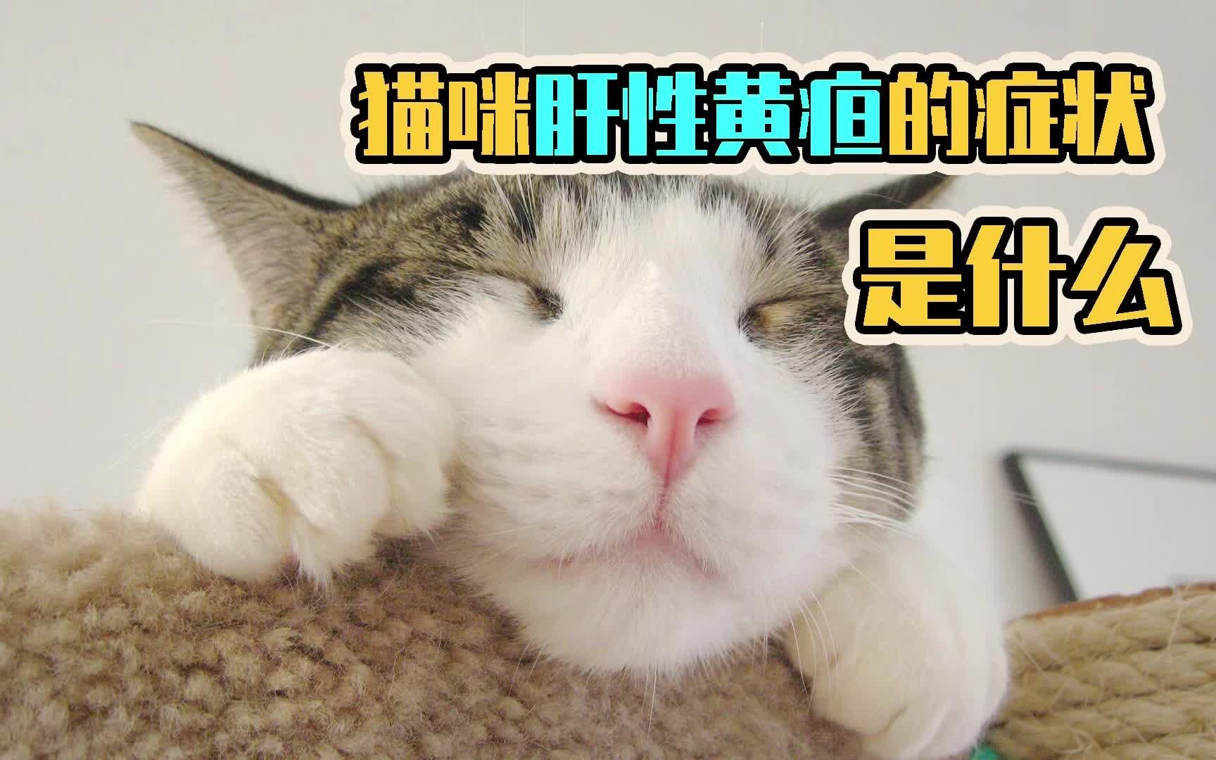 猫咪肝性黄疸的症状是什么