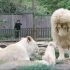 动物园的白狮一家三口 和两脚兽好像哦