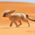 【大耳狐】沙漠里的小可爱，让我用高清视频来帮您解读
