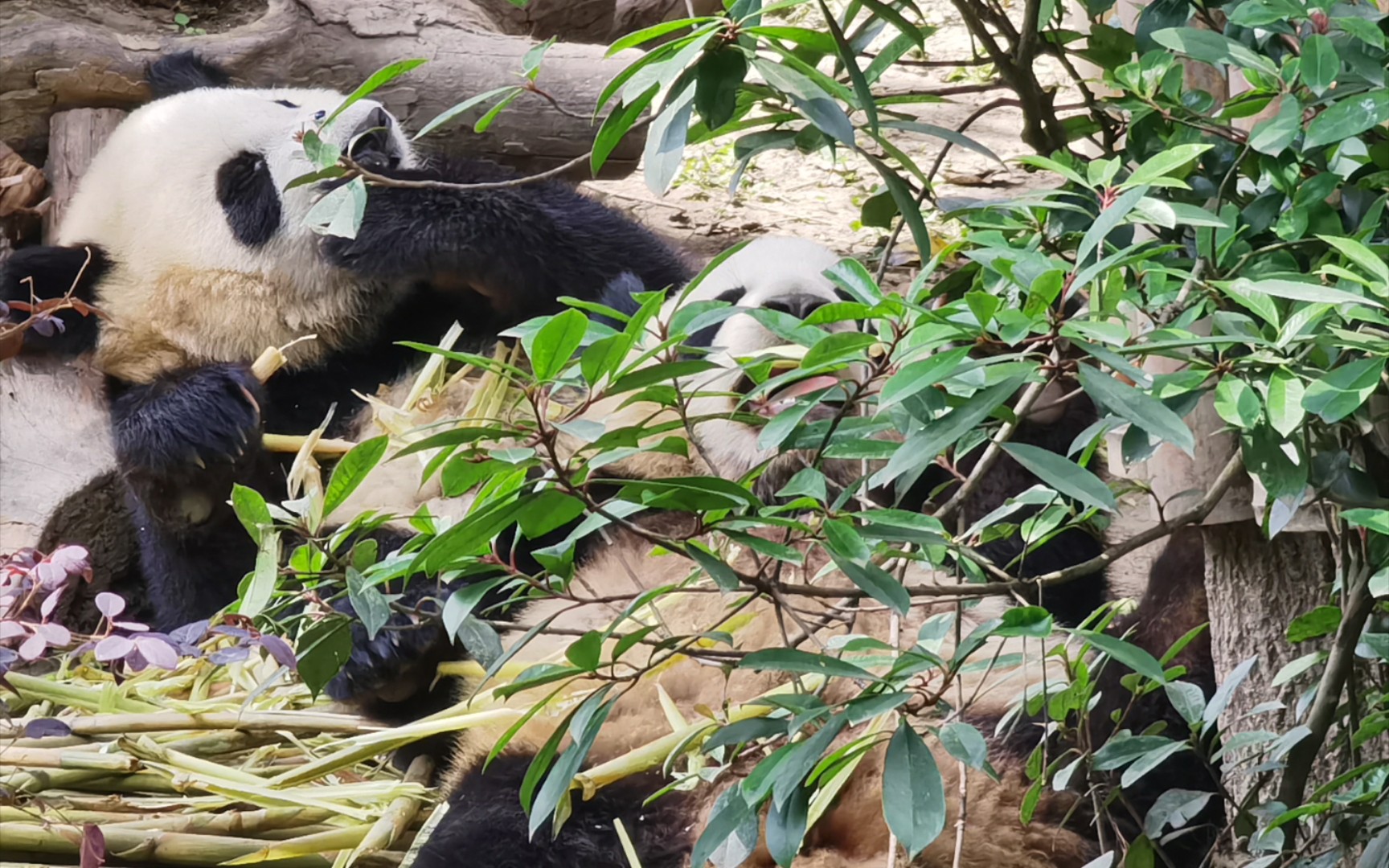 【大熊猫热干面春生】春崽躺在哥哥肚肚上吃笋，好会享受啊