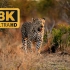 8K UHD 超高清 动物视界 野生动物
