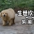 【老疯杨】生世坎坷的“狗熊”