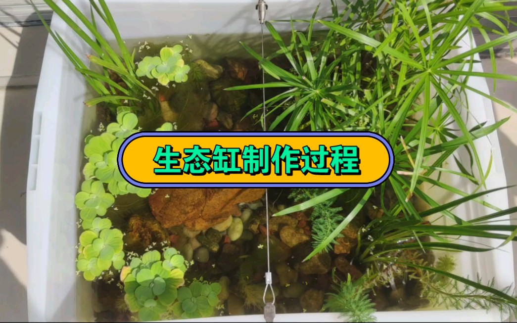 泥底生态缸制作过程，开缸成功养龟可以不换水只加水