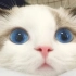 布偶猫混剪【布偶猫的眼睛里装着整个美丽的宇宙】