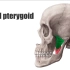 咀嚼肌第四炮——Lateral Pterygoid Muscle
