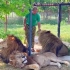 狮子“珀西”：在泰加动物园养老，是什么体验