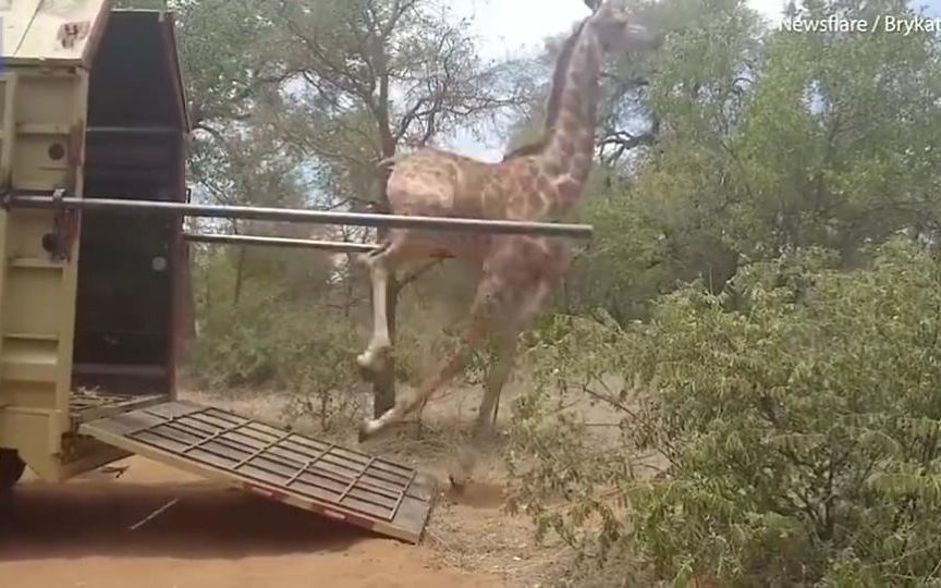 长颈鹿重获自由后兴奋过度摔倒
