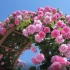 请您欣赏花花 2019.05.25盛开的春天玫瑰绘本（有品种名称）/山梨县藤川工艺公园4k