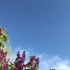 【空镜头】鲜花微风蓝天白云植物航拍 素材分享