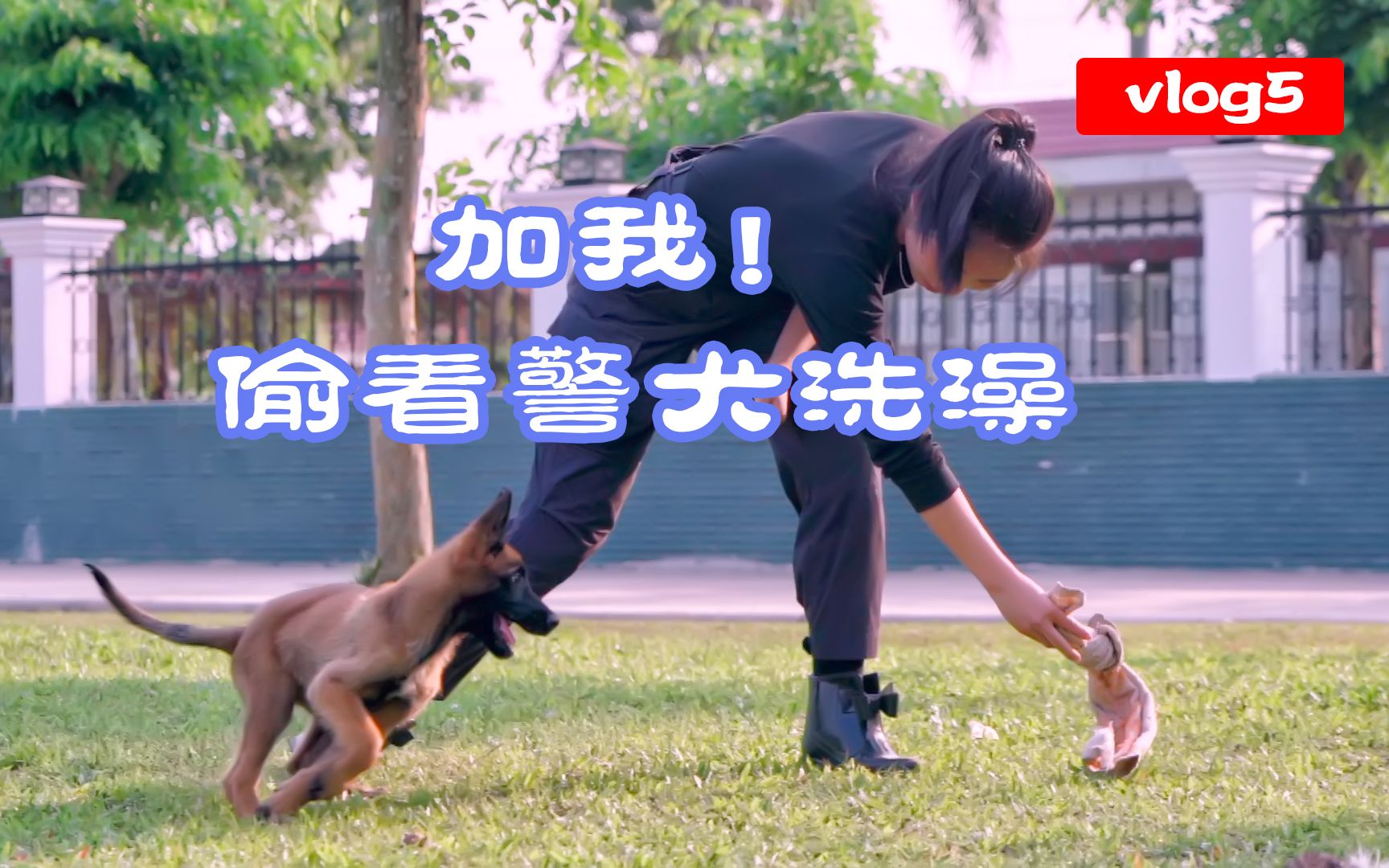 【缉毒功勋犬退役，新犬接任】你的小奶狗正在训练中...马上进入战斗！