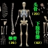 2分钟了解人体骨骼系统，快速记住人体骨骼，感兴趣的可以背诵