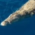 蛟龙出海！！！无人机航拍东帝汶浅海中巡游的湾鳄