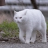 【纪录片】岩合光昭的猫步走世界 之「滋賀」
