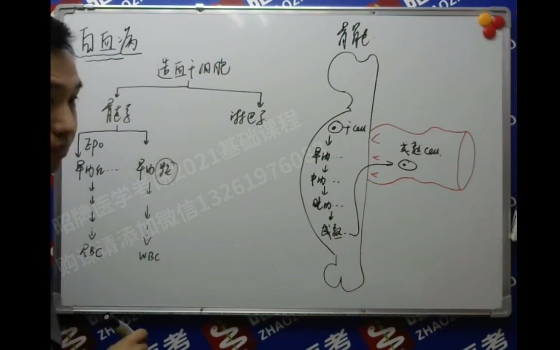 第39九章白血病哔哩哔哩bilibili