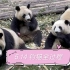 【大熊猫和花】【5.14】幼年1班钓猫，展现了每只小熊不一样的个性