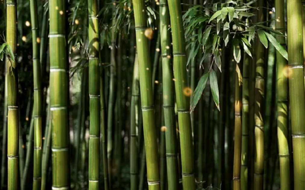 用竹子取代塑料，这不是开玩笑，湖南安化要抓住发展机遇