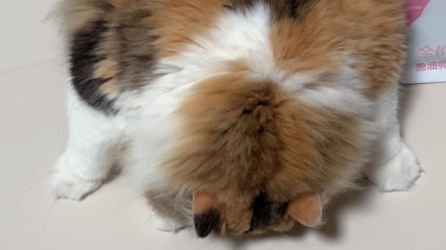 小满，一只为了干净甘愿给主人磕头的小猫...