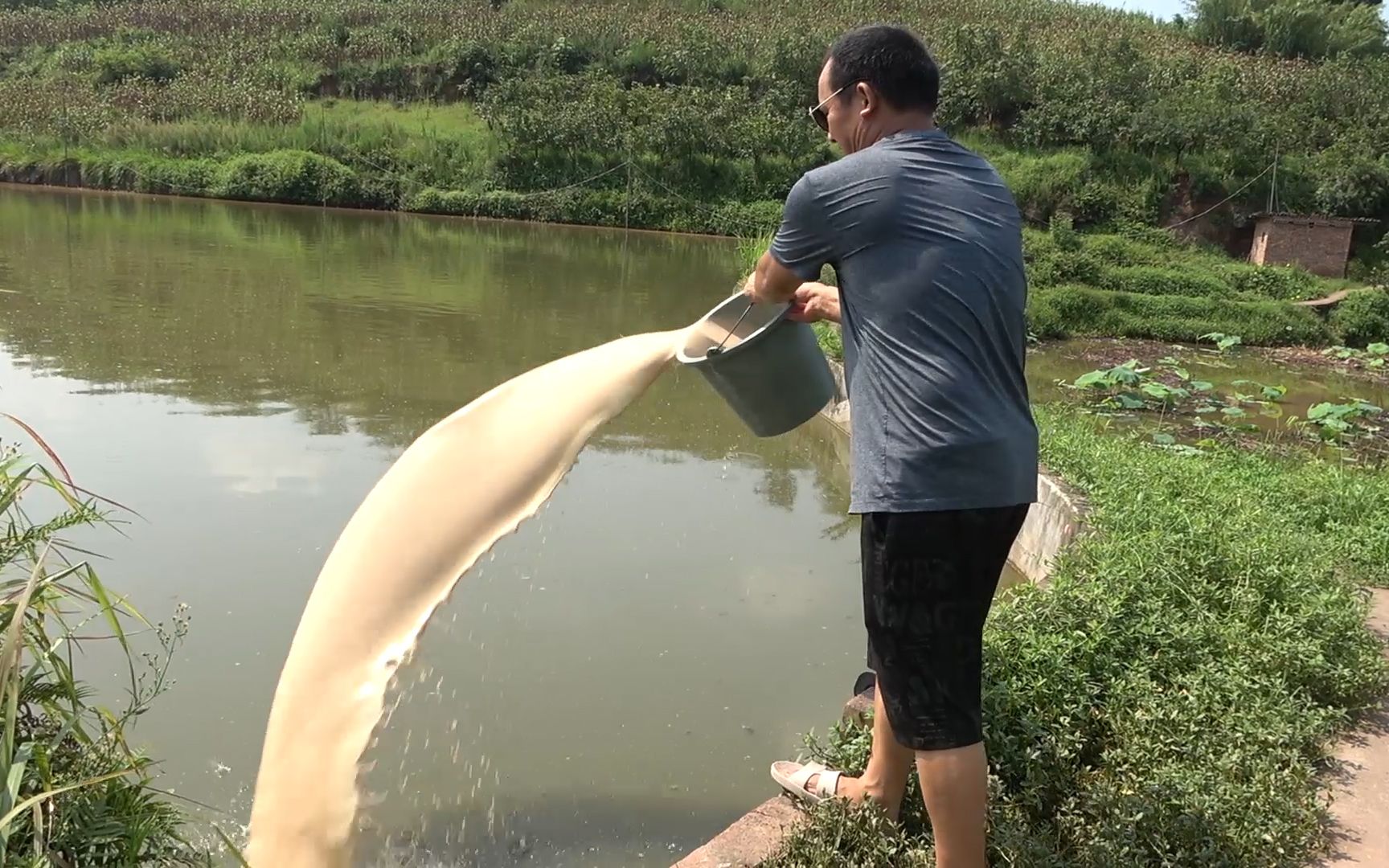 老爸用酒糟喂鱼，这么大一桶倒下去，就是不知道鱼会不会喝醉