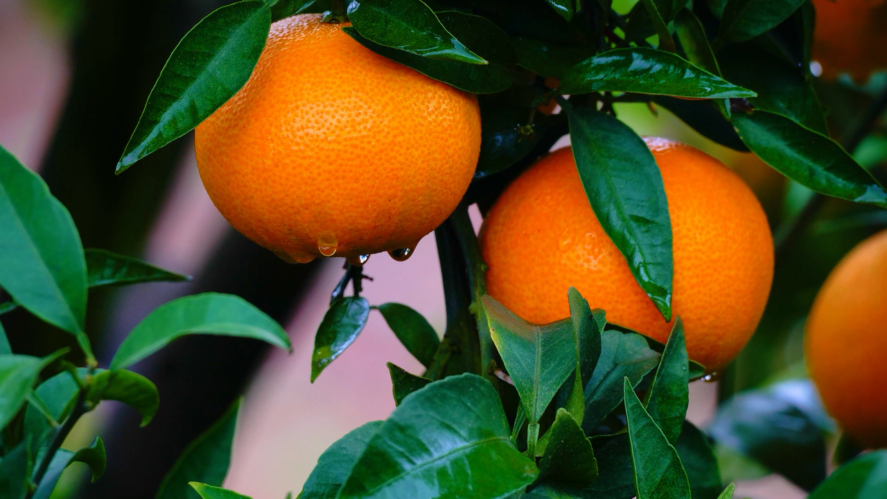 【空镜素材】橘子