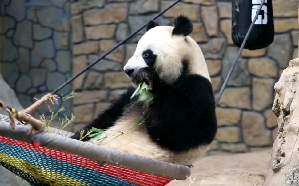 【大熊猫新宝】小野宝宝的悠哉午后