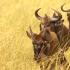 【台湾良心精品纪录片】非洲动物大迁徙，好看极了！