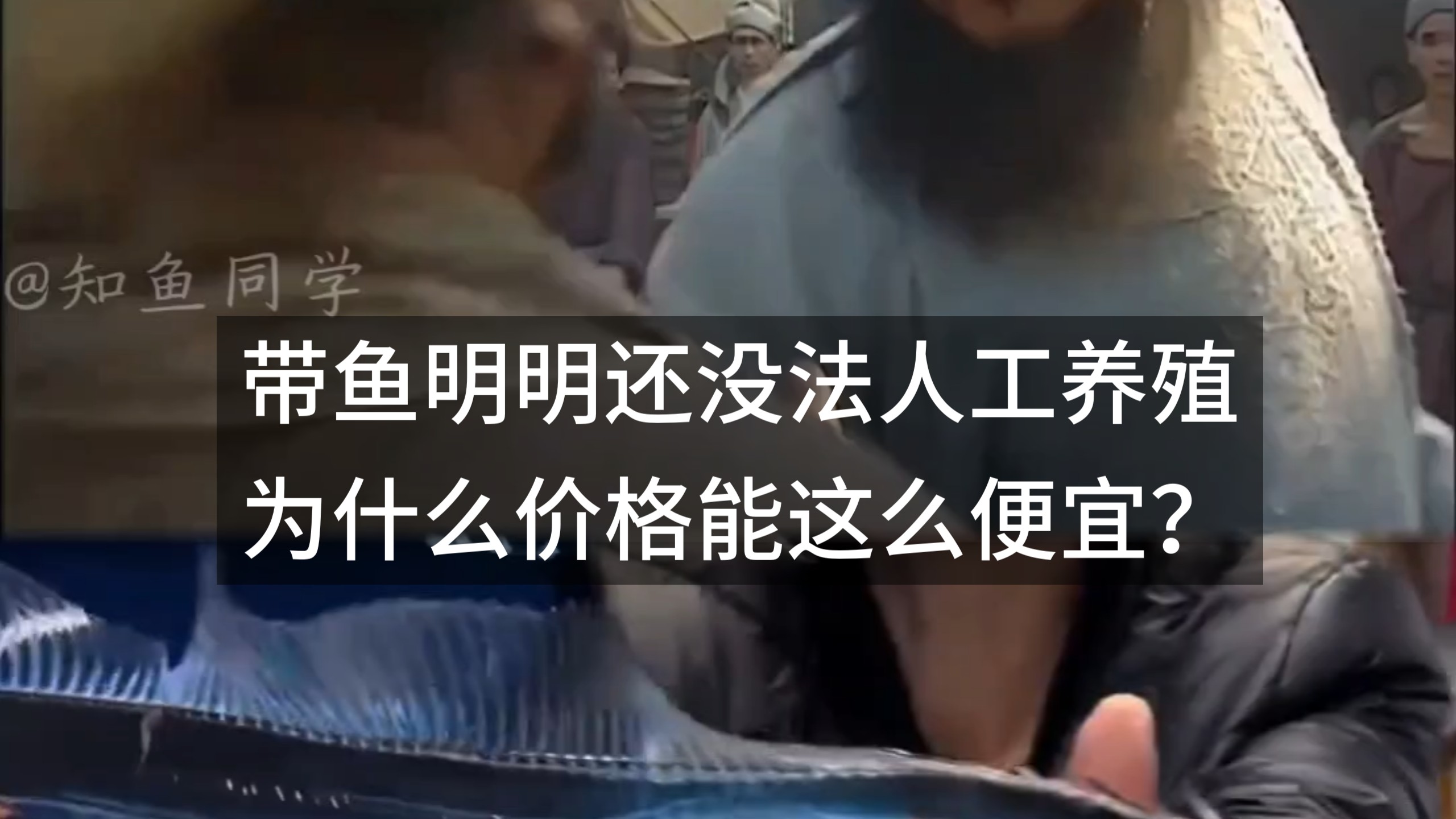 带鱼明明还没法人工养殖，为什么价格能这么便宜？
