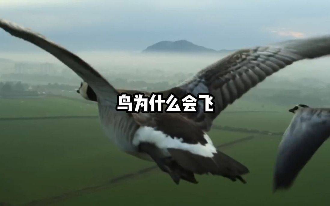 鸟为什么可以在天空自由飞翔？