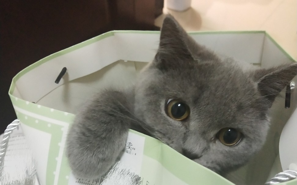 活动【英短蓝猫】继棉签之后,又爱上了纸团,彻底是只狗子了