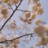 【吱见】花は桜、君は美し
