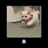 室友的求饶语音