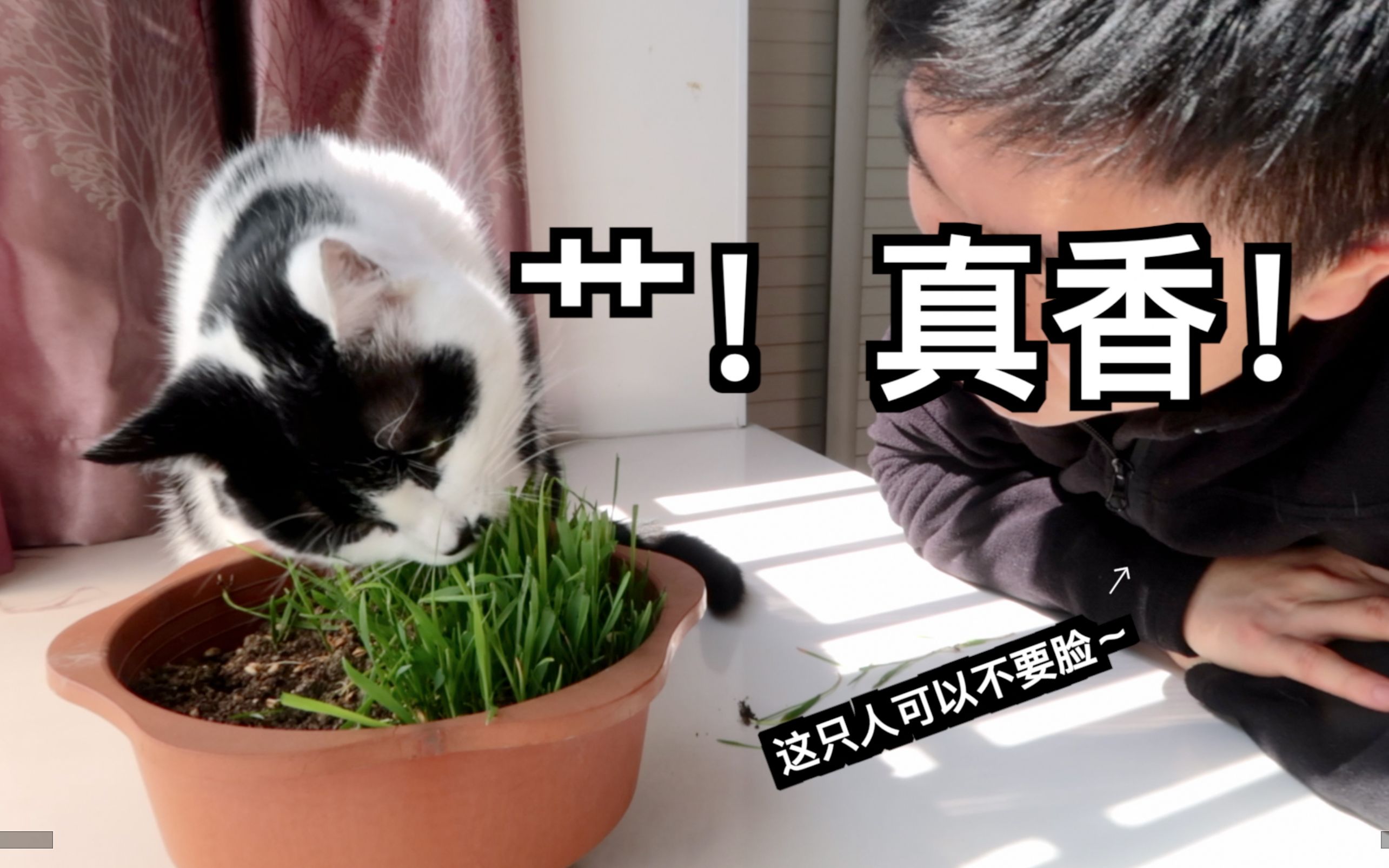 猫咪到底喜欢吃燕麦草还是小麦草 种猫草 真香 Wulisaosao 哔哩哔哩 つロ干杯 Bilibili