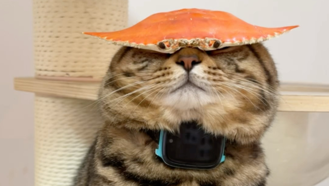 魔丸or灵珠小猫？