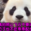 姨姨拍照让飞云不要动，飞云竹子也不吃乖乖配合