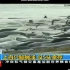 100多头鲸鱼神秘搁浅澳大利亚海滩，仅5头获救！