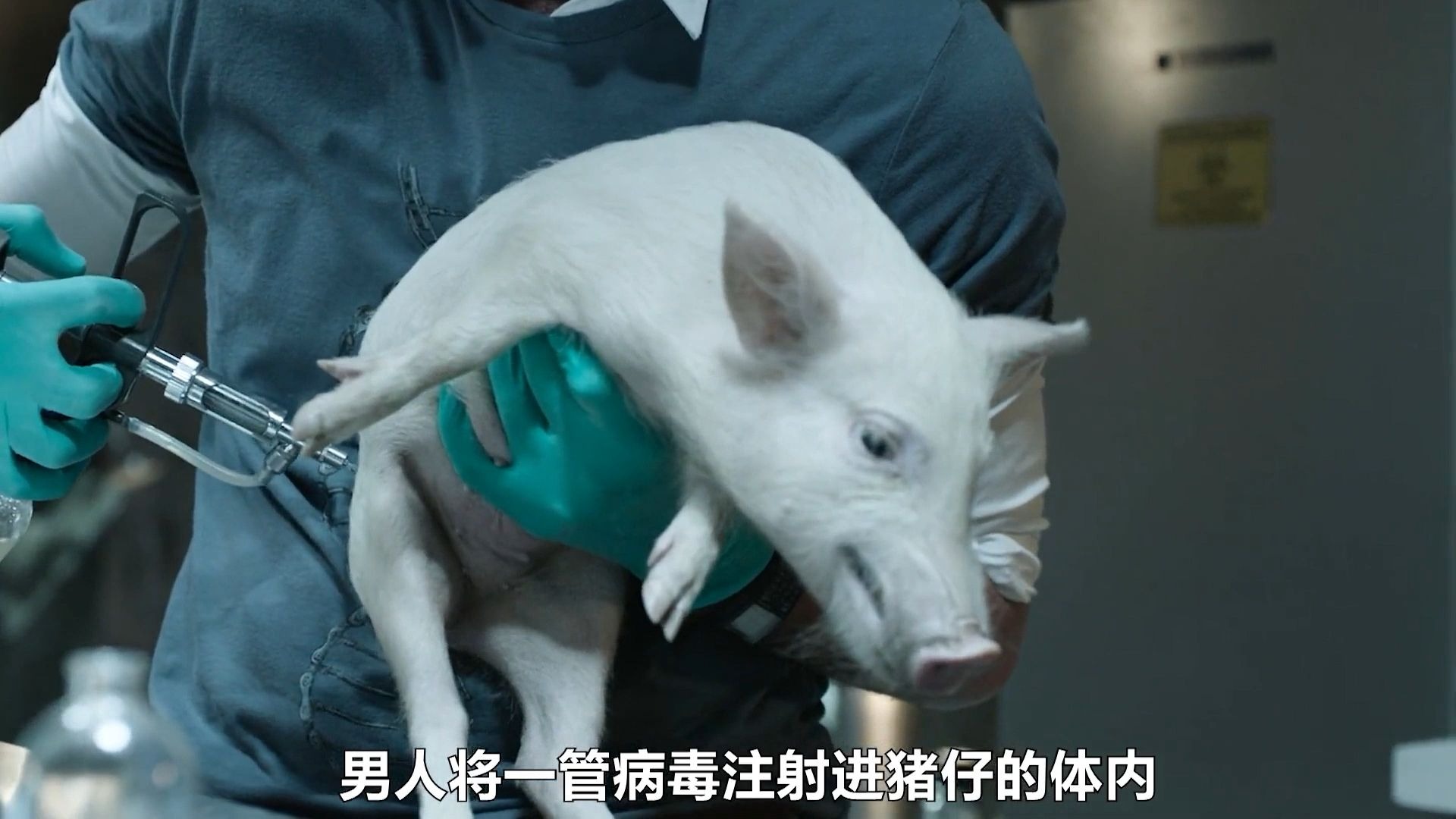 男人将病毒注射进猪仔体内，导致猪仔命丧当场，他非常的失望，电影毒枭大战僵尸