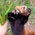 【红熊猫】小猪猪：给我！快给我！