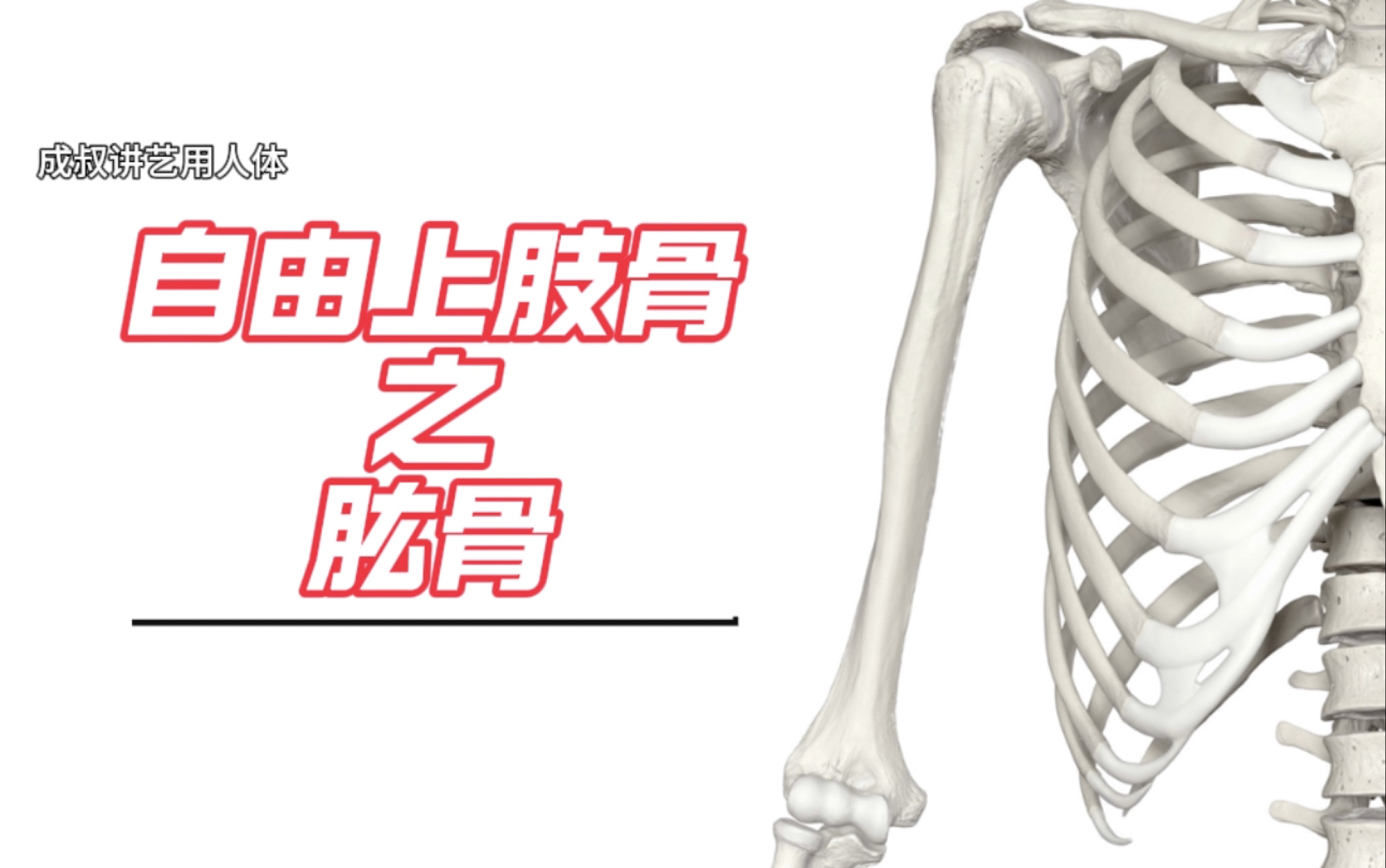 全网最全艺用人体讲解之自由上肢骨part1 肱骨！