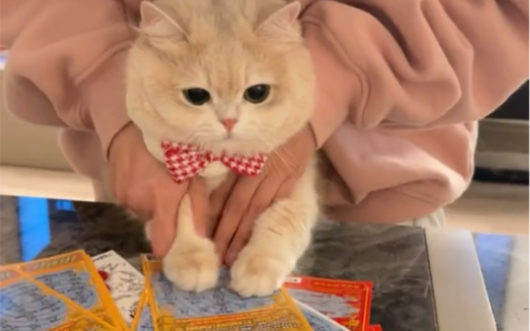 猫：完了这辈子的运气都让他霍霍啦！ 薄荷猫猫甜不甜 薄荷猫猫甜不甜 哔哩哔哩视频 