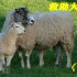 剪毛师傅给小羊清理多年的羊毛，手法娴熟剪得很快，高手在民间