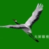 h823 唯美几款古典中国风仙鹤天鹅展翅飞翔蓝屏绿屏抠像背景AE PR会声会影视频制作后期合成素材歌舞表演节目节日LED