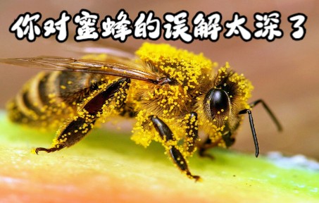 蜜蜂对人类有何功效（蜜蜂的神奇功效）